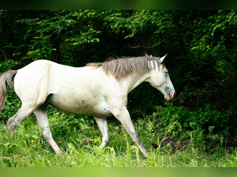 Berbère Étalon 4 Ans 156 cm Gris (bai-dun) in Goe