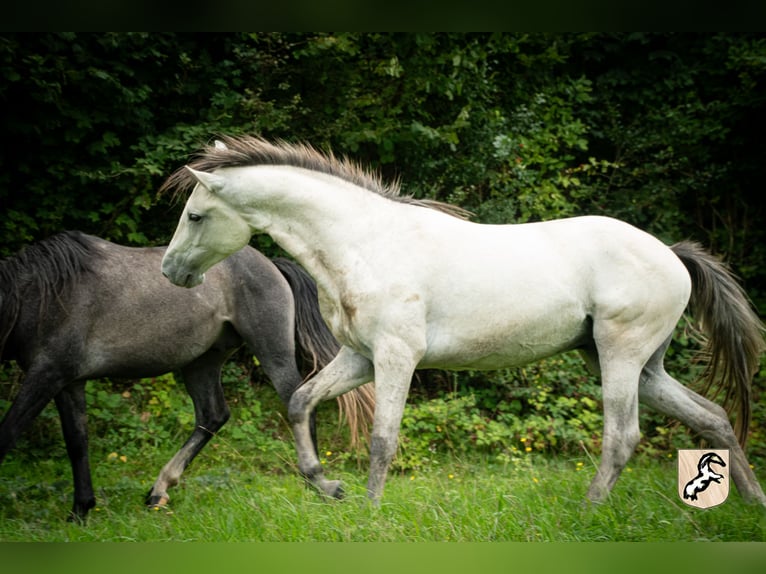 Berbère Étalon 5 Ans 156 cm Gris (bai-dun) in Goe