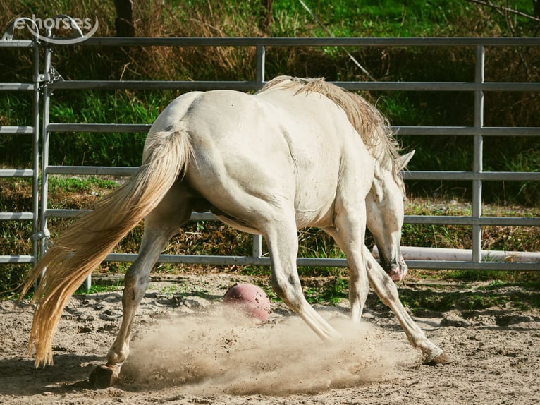 Berbère Étalon 6 Ans 159 cm Gris (bai-dun) in goe