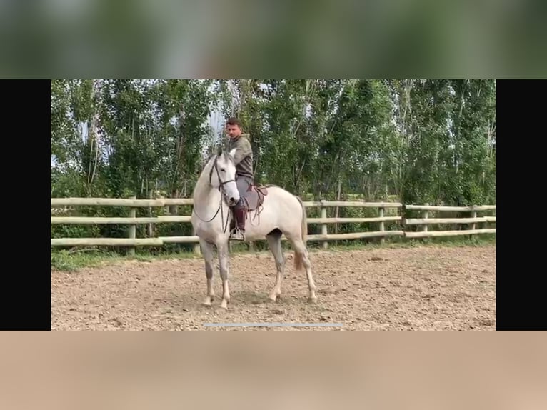 Berbère Étalon 6 Ans 159 cm Gris (bai-dun) in goe