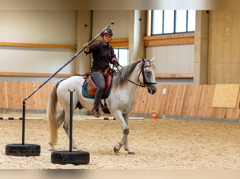 Berbère Étalon 6 Ans 159 cm Gris (bai-dun) in goe