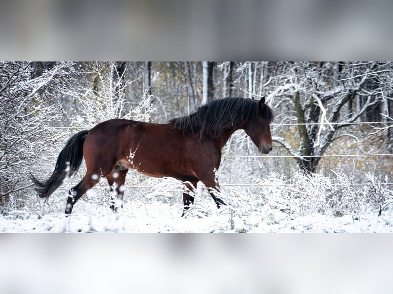 Berbère Étalon 8 Ans 155 cm Bai brun in Goe