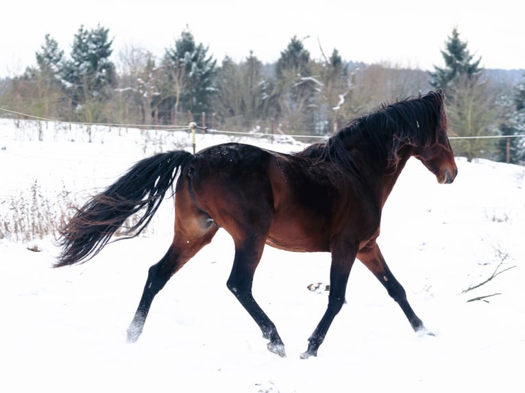 Berbère Étalon 9 Ans 155 cm Bai brun in Goe