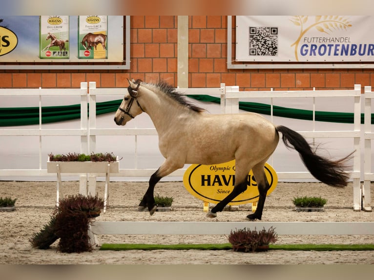 Berbère Étalon Buckskin in Neuhaus am Inn