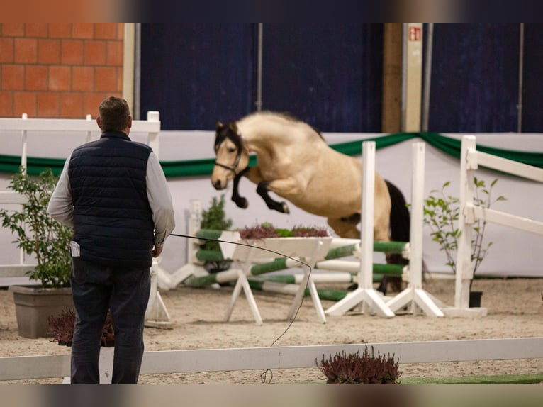 Berbère Étalon Buckskin in Neuhaus am Inn
