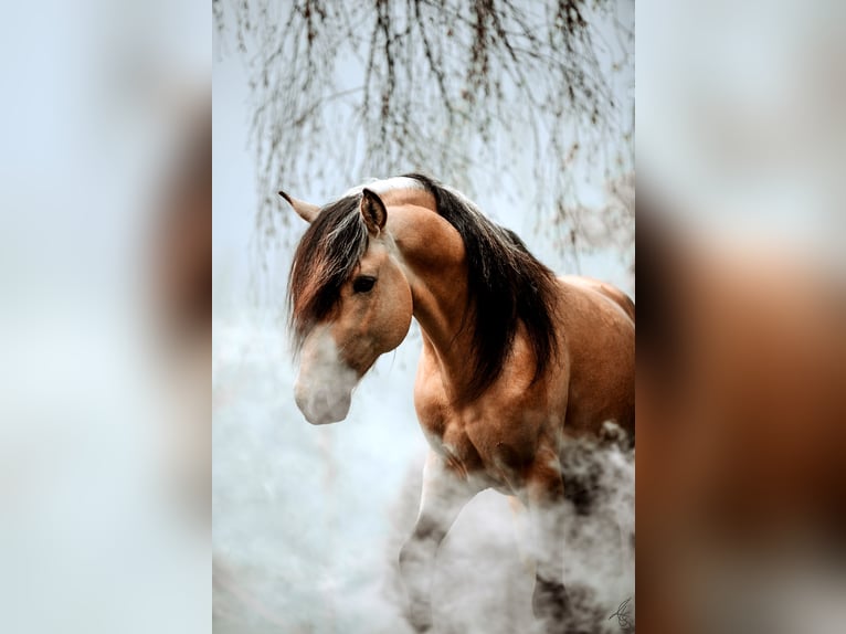 Berbère Étalon Buckskin in Neuhaus am Inn