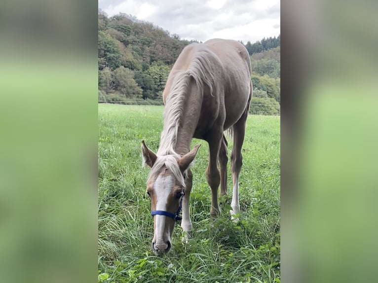 Berbère Étalon Poulain (04/2026) 155 cm Palomino in Bad Endbach