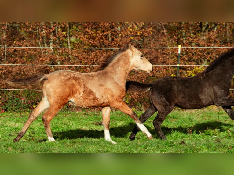 Berbère Étalon Poulain (06/2025) 159 cm Buckskin in LangerweheLangerwehe