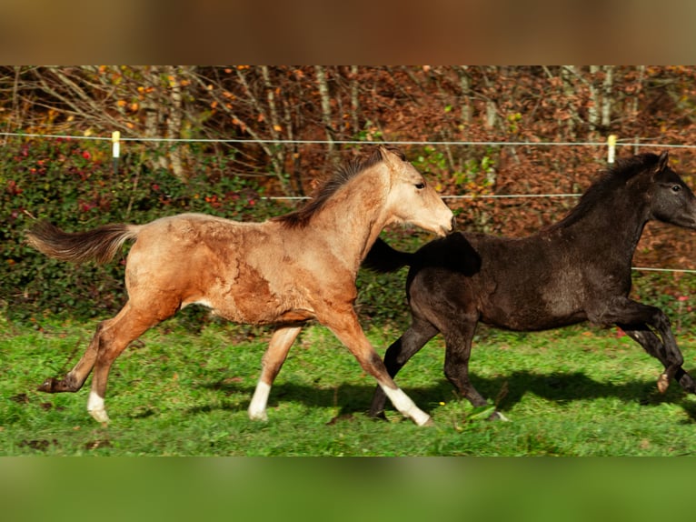 Berbère Étalon Poulain (06/2025) 159 cm Buckskin in LangerweheLangerwehe