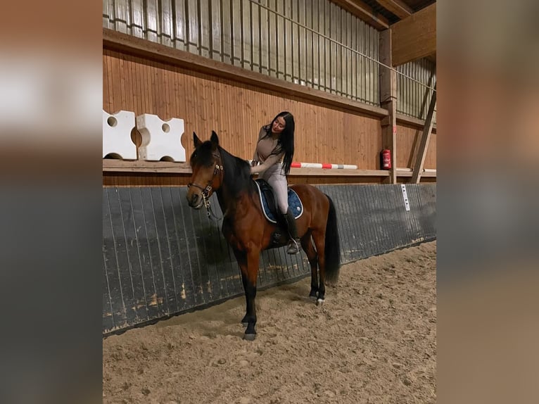 Berbère Hongre 12 Ans 154 cm Bai in Ketzin