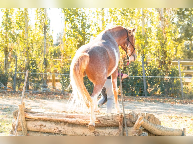Berbère Hongre 4 Ans 154 cm Sabino in Goe