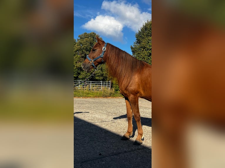 Berbère Croisé Hongre 7 Ans 132 cm Alezan in Ketzin
