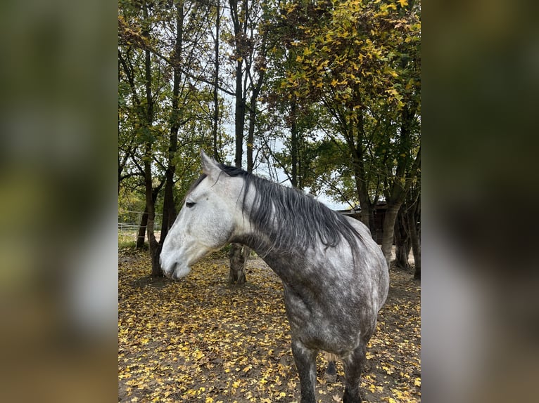 Berbère Hongre 8 Ans 165 cm Gris noir in Altendorf