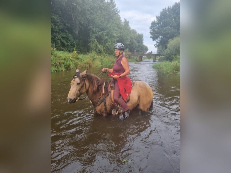 Berbère Jument 12 Ans 154 cm Isabelle in Ottersberg