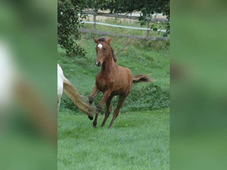 Berbère Jument 2 Ans 151 cm Bai in Grafschaft