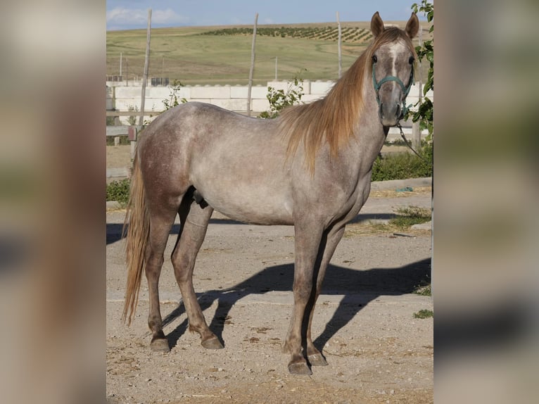 Berbère Jument 2 Ans 155 cm in Souk Ahras Rp