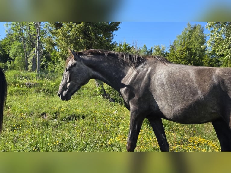 Berbère Jument 2 Ans 155 cm Gris noir in septmoncel