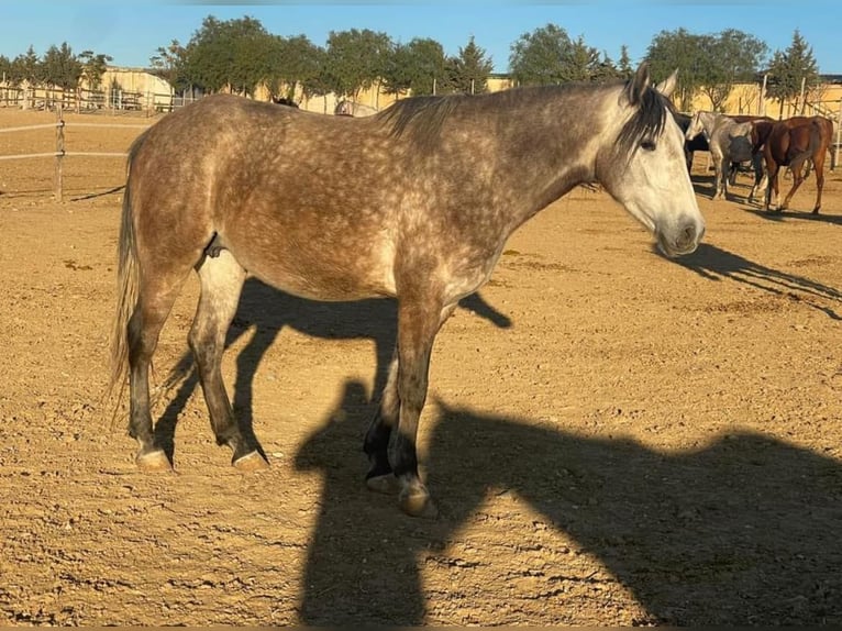 Berbère Jument 3 Ans 154 cm in Marseille 15