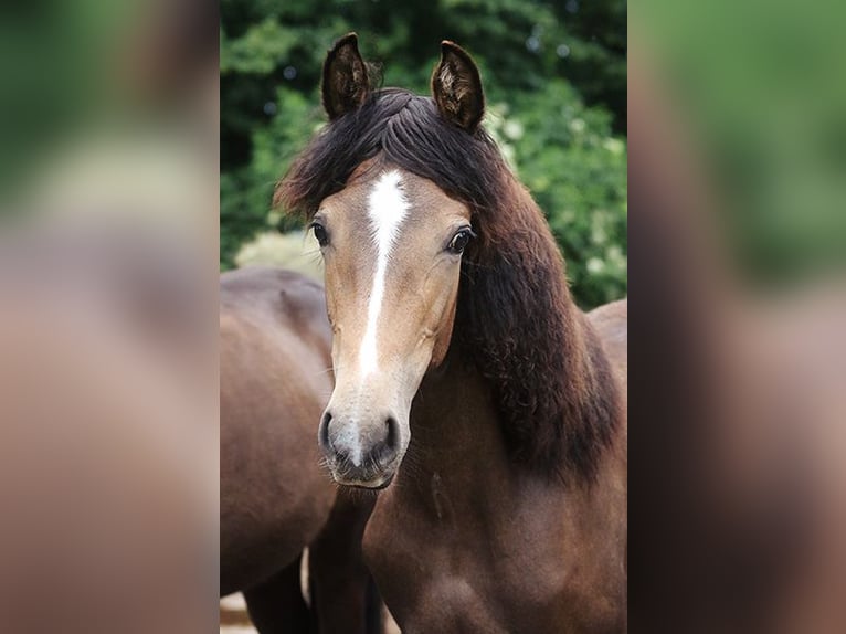 Berbère Jument 3 Ans Buckskin in Harpstedt