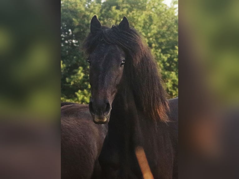 Berbère Jument 3 Ans Buckskin in Harpstedt