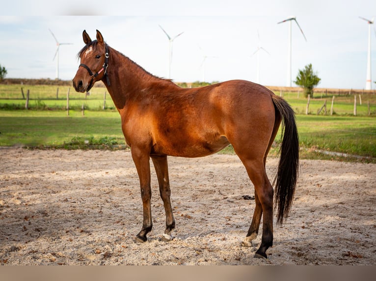 Berbère Jument 3 Ans Gris noir in Löwenberger Land