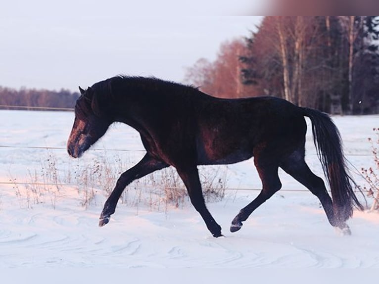 Berbère Jument 4 Ans Buckskin in Harpstedt