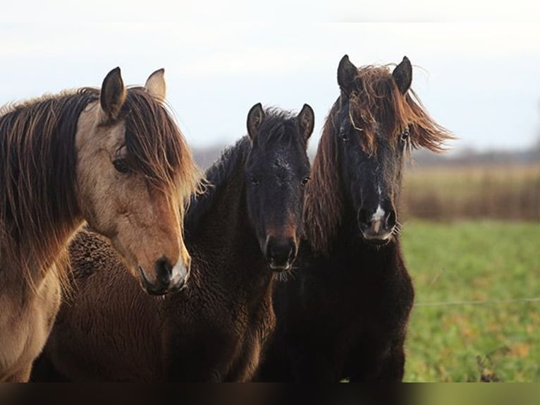 Berbère Jument 4 Ans Buckskin in Harpstedt