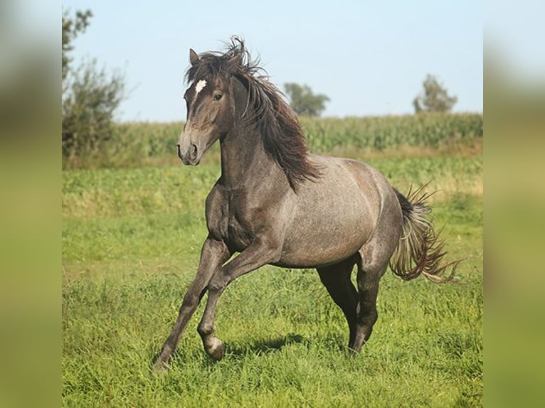Berbère Jument 4 Ans Buckskin in Harpstedt