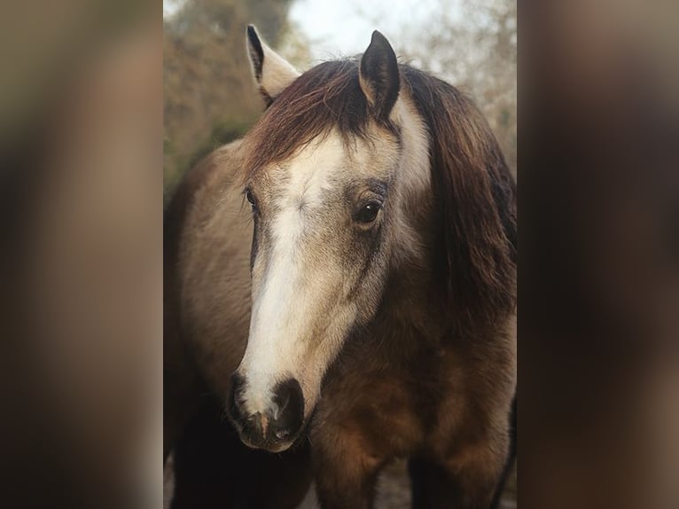 Berbère Jument 4 Ans Buckskin in Harpstedt