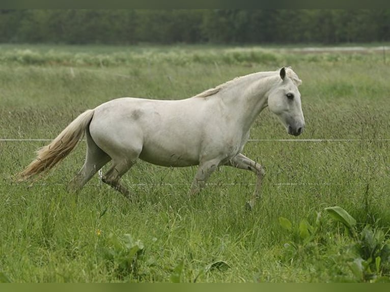 Berbère Jument 4 Ans Buckskin in Harpstedt