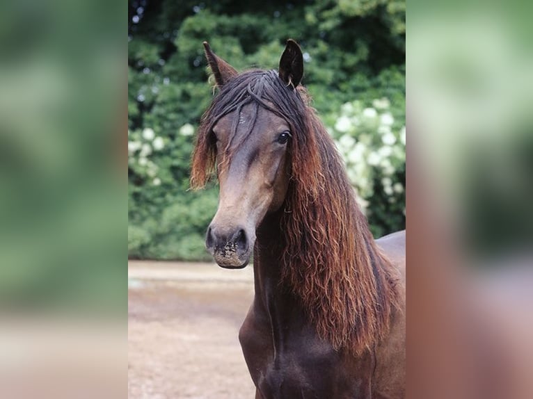 Berbère Jument 4 Ans Buckskin in Harpstedt