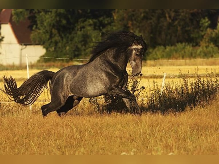 Berbère Jument 4 Ans Buckskin in Harpstedt