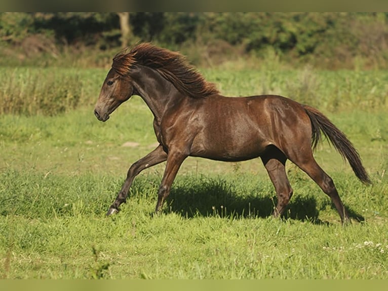 Berbère Jument 4 Ans Buckskin in Harpstedt