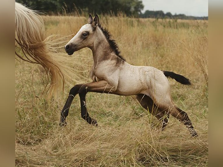 Berbère Jument 4 Ans Buckskin in Harpstedt