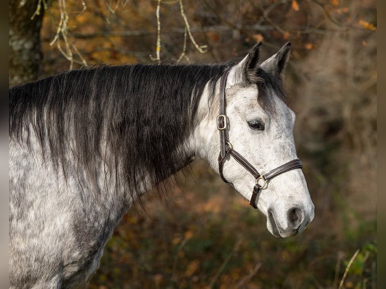 Berbère Jument 6 Ans 153 cm Gris in Pluwig
