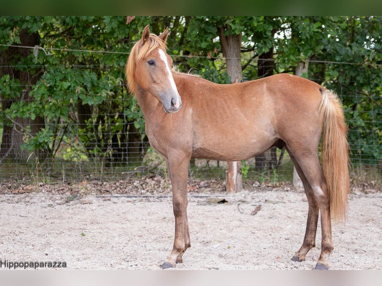 Berbère Jument Poulain (04/2024) in Löwenberger Land