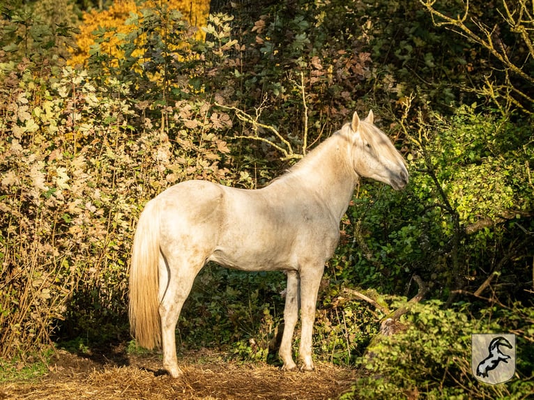 Berberhäst Hingst 19 år 152 cm Gråskimmel in Limbourg
