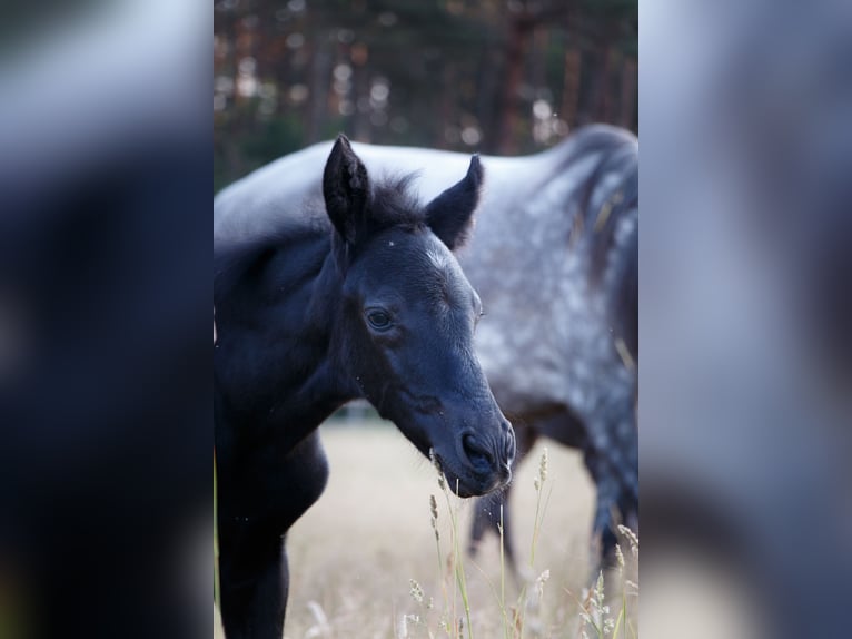 Berberhäst Hingst 1 år 155 cm Grå-mörk-brun in Walsrode