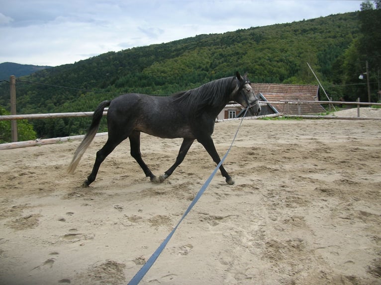 Berberhäst Hingst 22 år 154 cm Grå in Merxheim