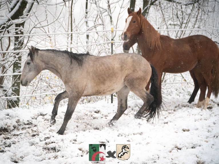 Berberhäst Hingst 3 år 150 cm Grå-blå-brun in Langerwehe