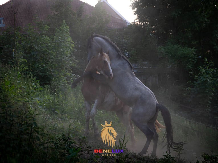 Berberhäst Hingst 3 år 150 cm Grå-blå-brun in Langerwehe