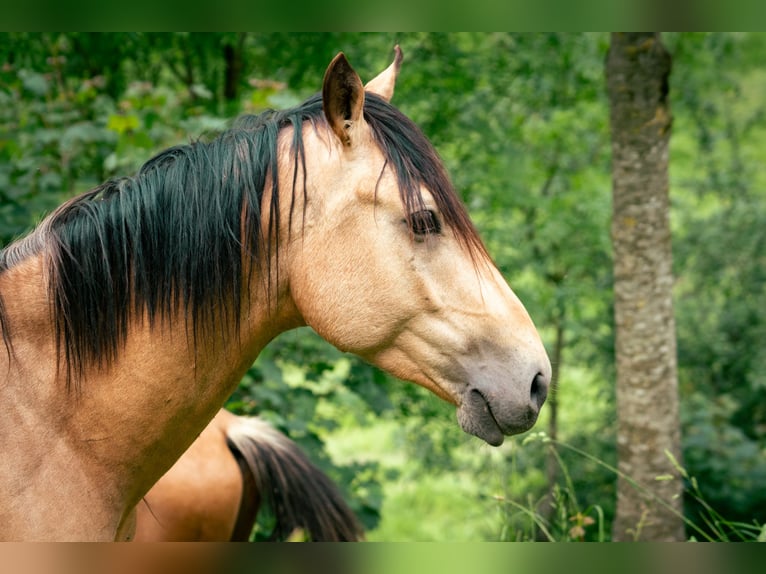 Berberhäst Hingst 3 år 152 cm in goe