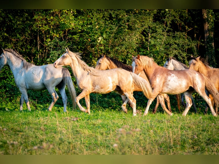 Berberhäst Hingst 3 år 152 cm in goe