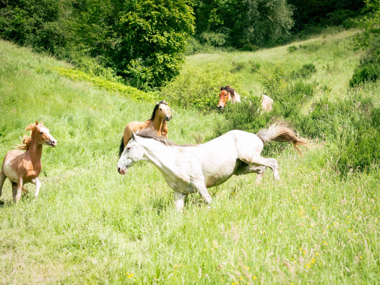 Berberhäst Hingst 3 år 152 cm in goe