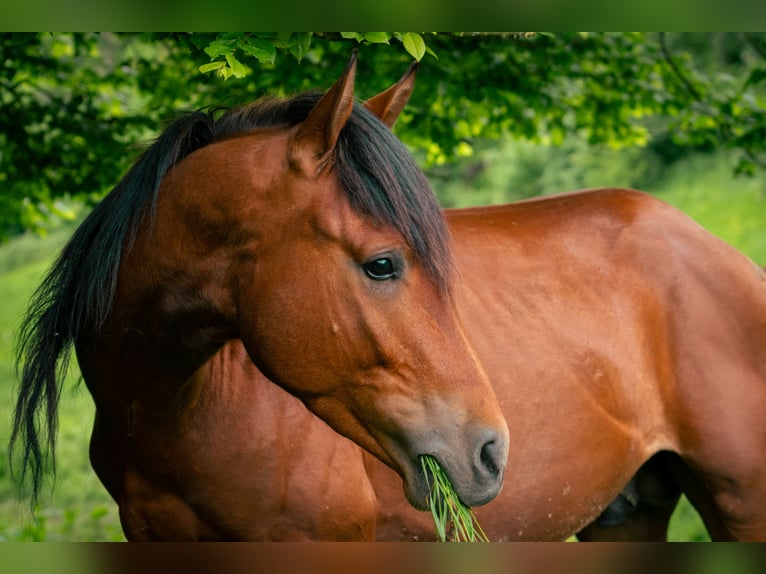 Berberhäst Hingst 3 år 152 cm in goe