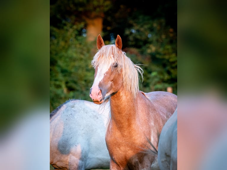 Berberhäst Hingst 3 år 154 cm Sabino in Goe