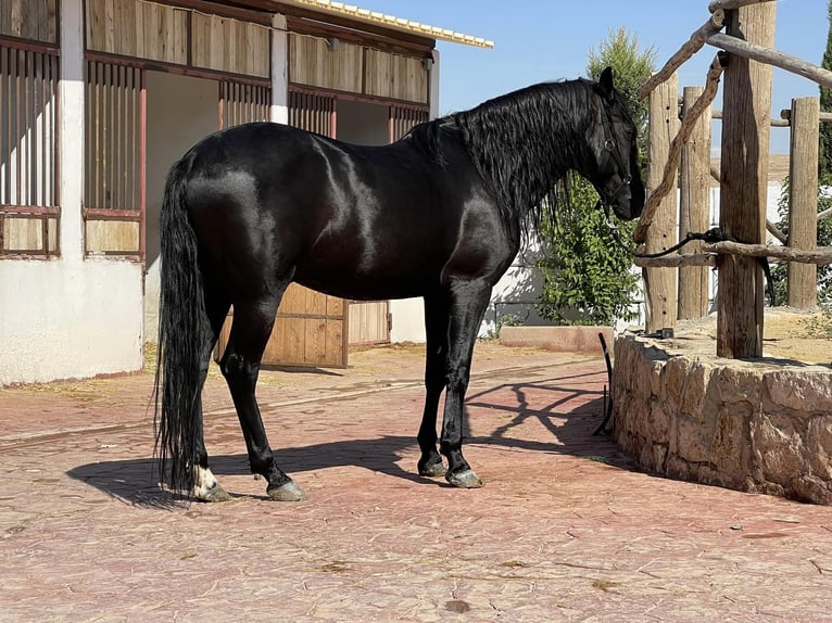 Berberhäst Hingst 3 år 154 cm Svart in souk ahras