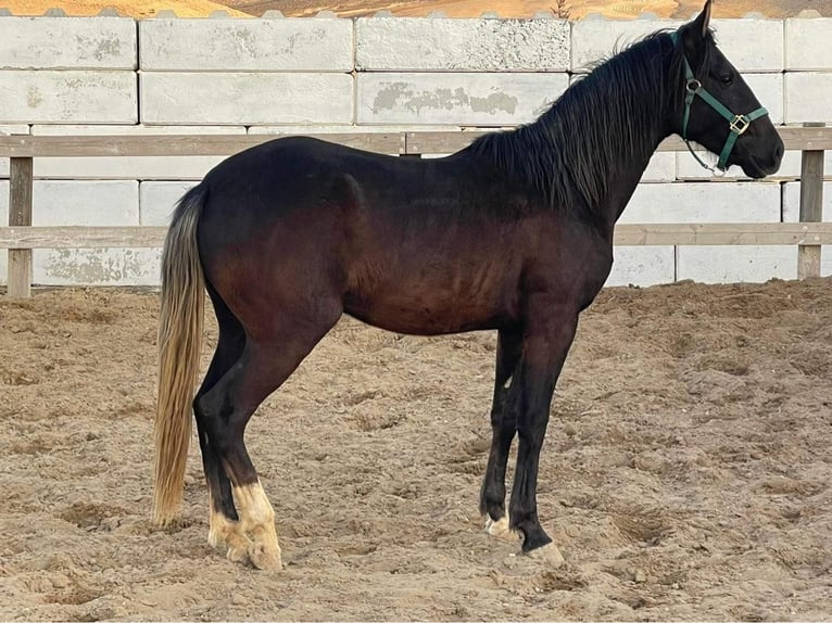 Berberhäst Hingst 3 år 154 cm Svart in souk ahras