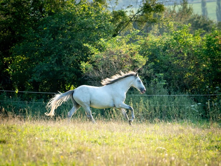 Berberhäst Hingst 4 år 156 cm Braunfalbschimmel in Goe