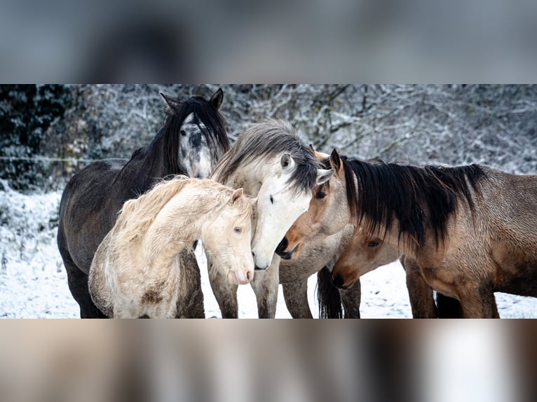 Berberhäst Hingst 4 år 156 cm Braunfalbschimmel in Goe